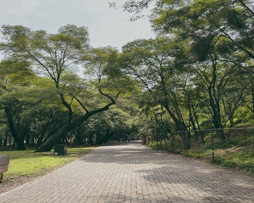 clear and sunny path for a walk in a green park in Mexico City
